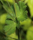 Geranium molle. Фрагмент побега. Молдова, Кишинев, Ботанический сад АН Молдовы. 19.05.2014.