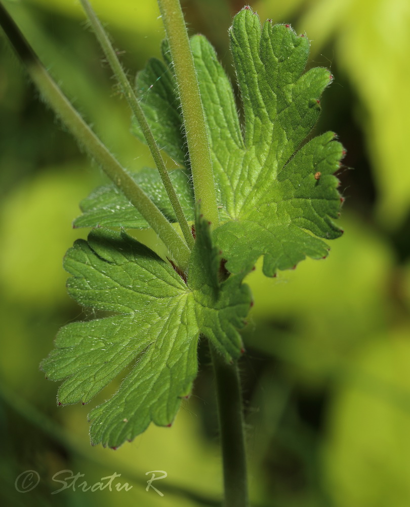 Изображение особи Geranium molle.