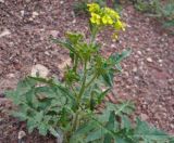 Sisymbrium loeselii