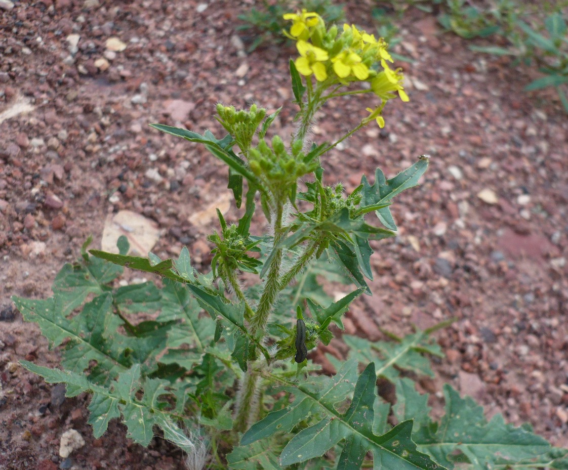 Image of Sisymbrium loeselii specimen.