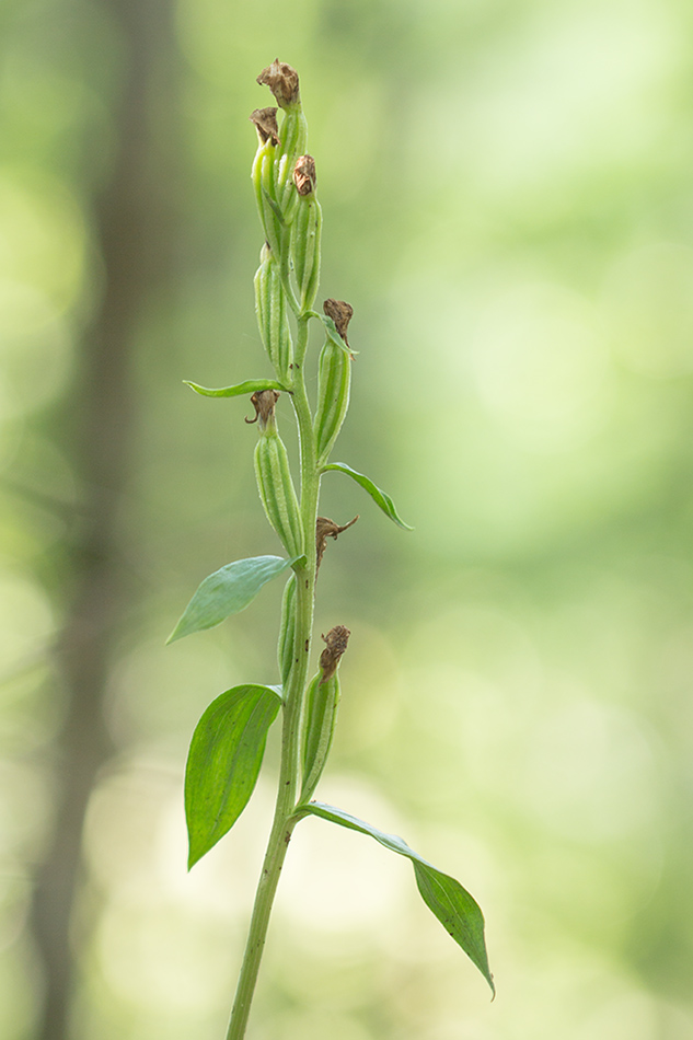 Изображение особи Cephalanthera damasonium.