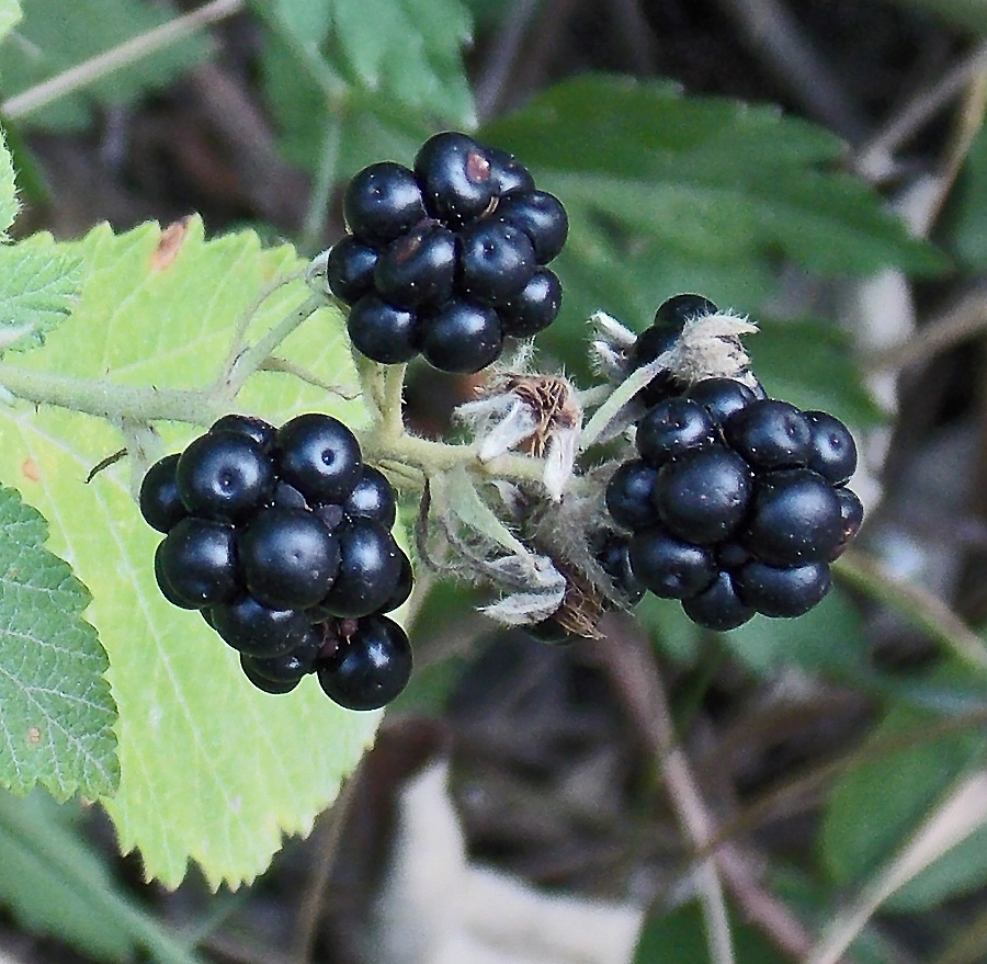 Image of Rubus canescens specimen.