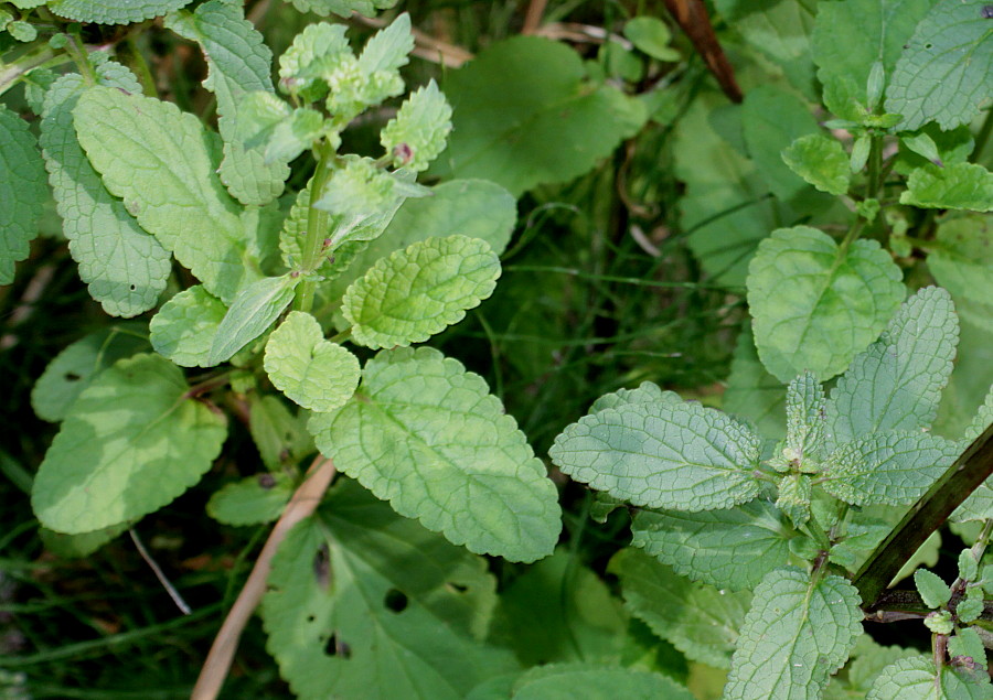 Image of Scrophularia umbrosa specimen.