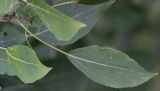 Image of taxon representative. Author is Александр Тихонов