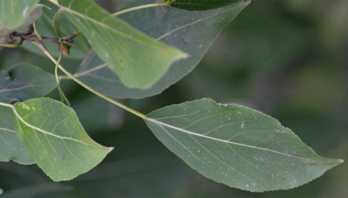 Image of Populus simonii specimen.