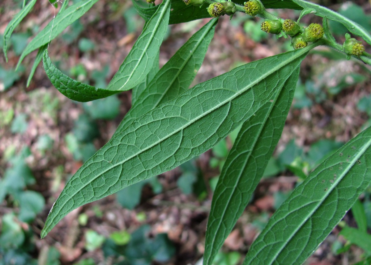 Изображение особи Carpesium abrotanoides.