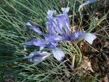 Iris tenuifolia