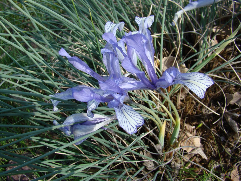 Image of Iris tenuifolia specimen.