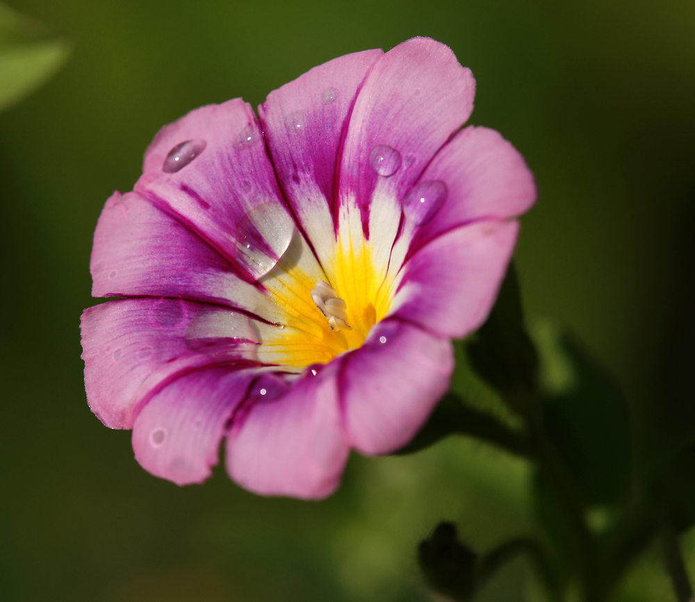 Image of Convolvulus tricolor specimen.
