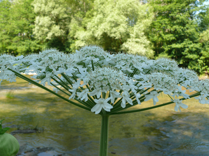 Изображение особи Heracleum mantegazzianum.