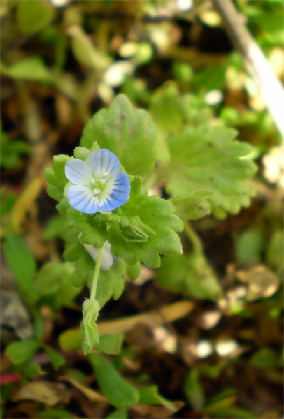 Image of Veronica polita specimen.