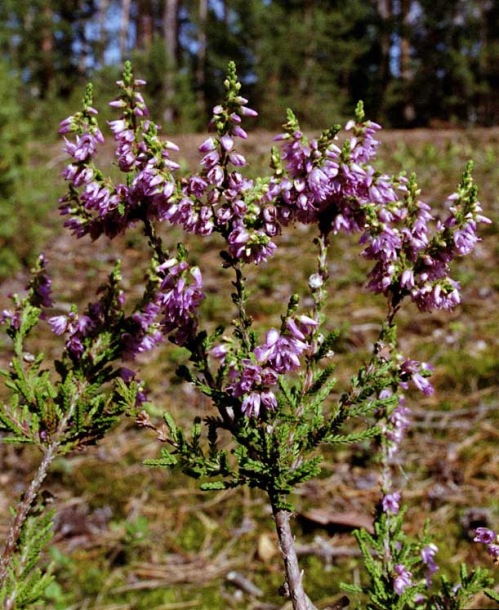 Image of Calluna vulgaris specimen.