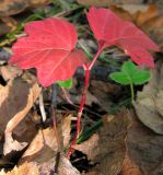 Viburnum opulus