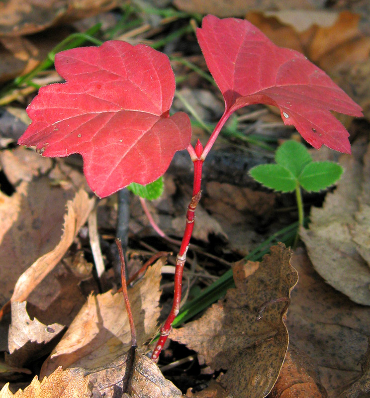 Изображение особи Viburnum opulus.