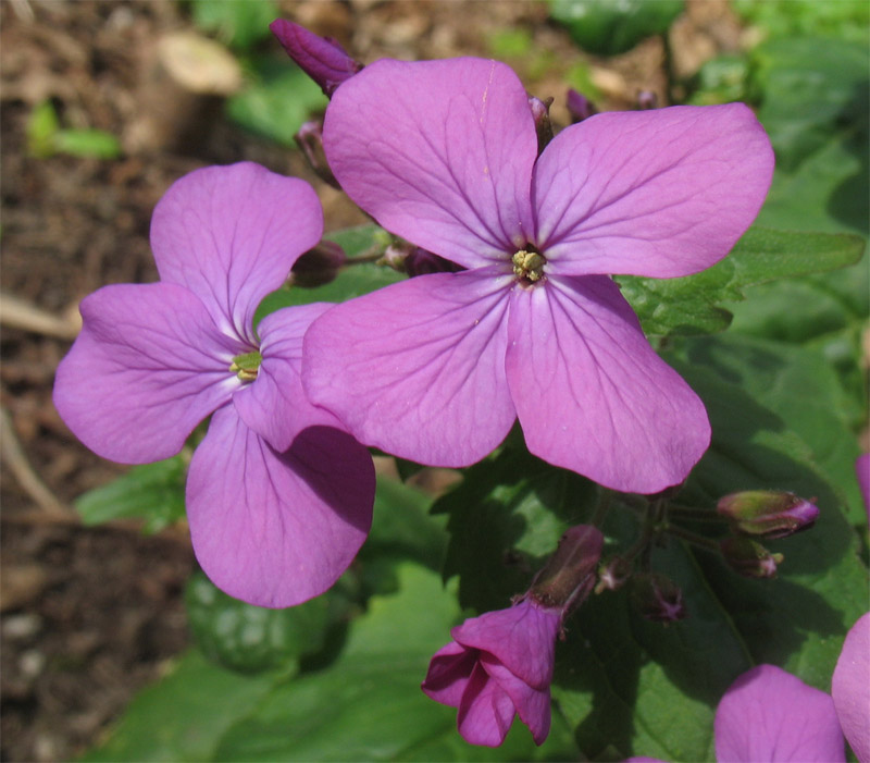 Изображение особи Lunaria annua.