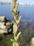 Spirobassia hirsuta