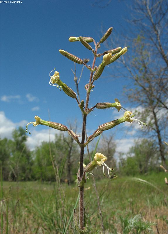 Изображение особи Silene viscosa.