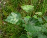 Betula pubescens