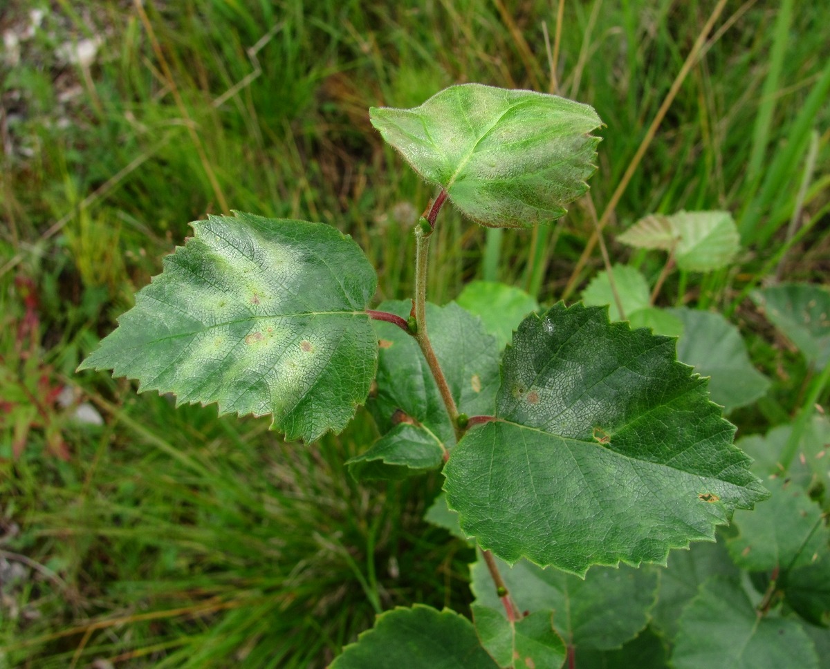 Image of Betula pubescens specimen.