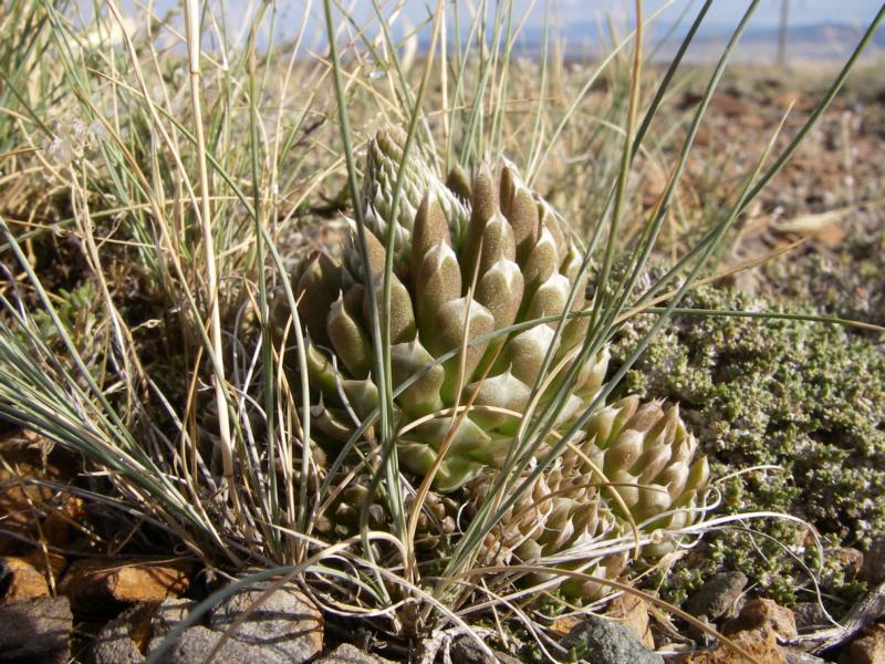Изображение особи Orostachys spinosa.
