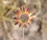 Xeranthemum annuum