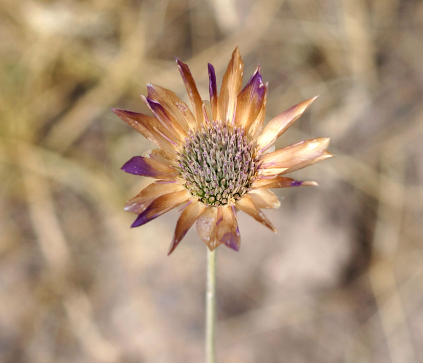 Изображение особи Xeranthemum annuum.