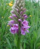 Dactylorhiza × kerneriorum. Часть соцветия. Московская обл., Одинцовский р-н, окр. г. Кубинка, пруд Колхозный, луг на берегу. 28.05.2014.