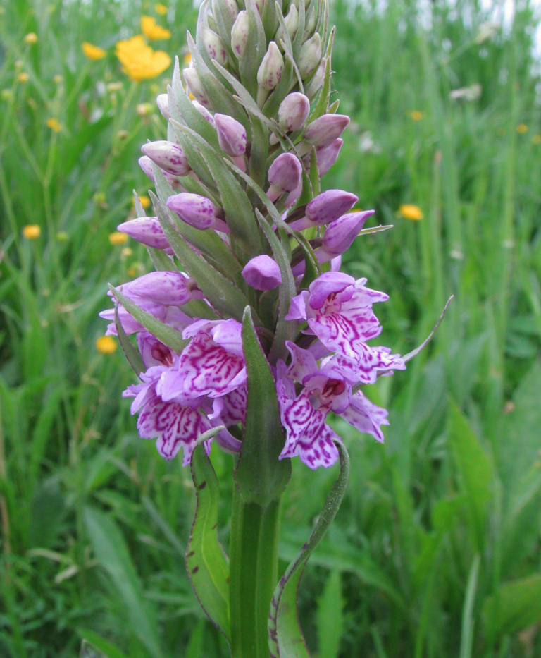 Изображение особи Dactylorhiza × kerneriorum.