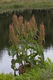 Rumex aquaticus. Цветущее растение. Архангельская обл., Соловки, о. Бол. Соловецкий, берег небольшого озерка в приморской зоне. 04.08.2015.