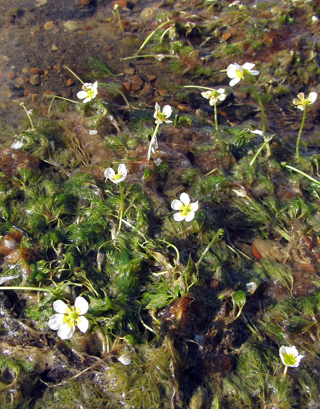 Image of Ranunculus ashibetsuensis specimen.