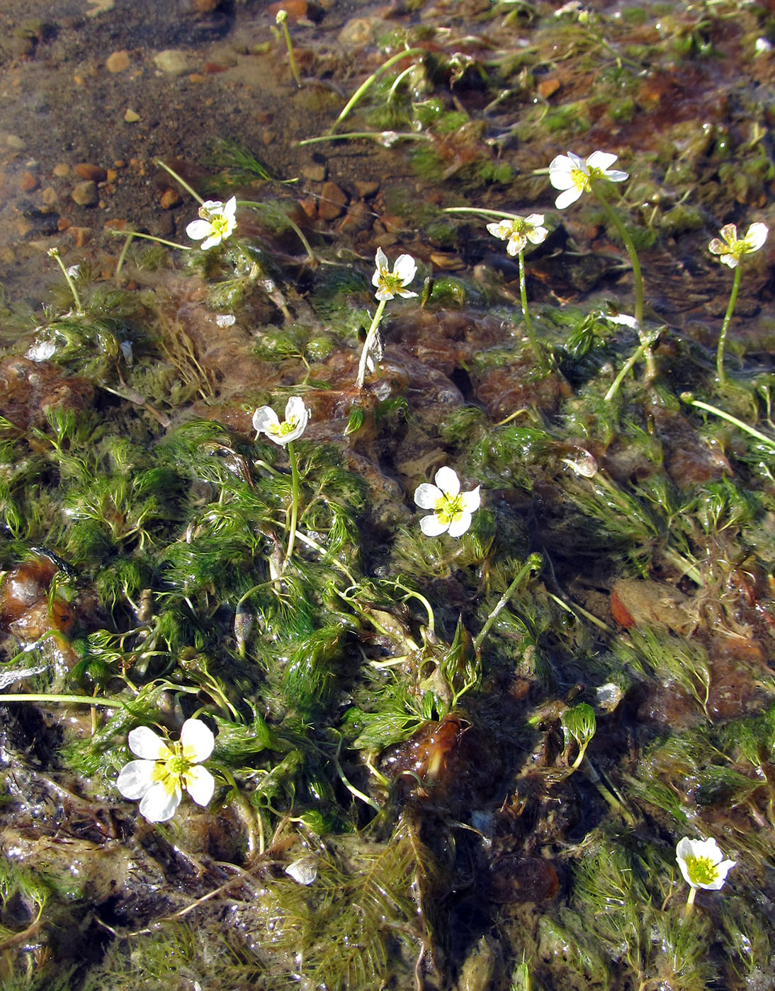 Изображение особи Ranunculus ashibetsuensis.