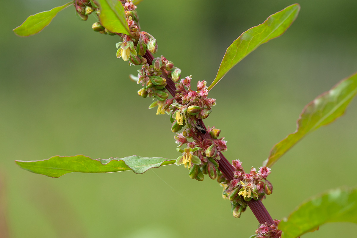 Изображение особи Rumex sylvestris.