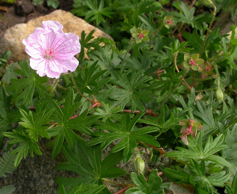 Image of Geranium sanguineum specimen.
