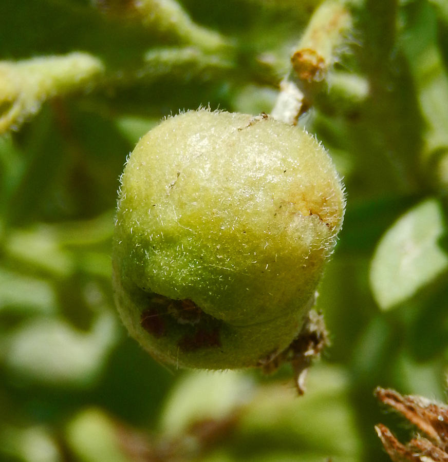 Изображение особи Argusia sibirica.