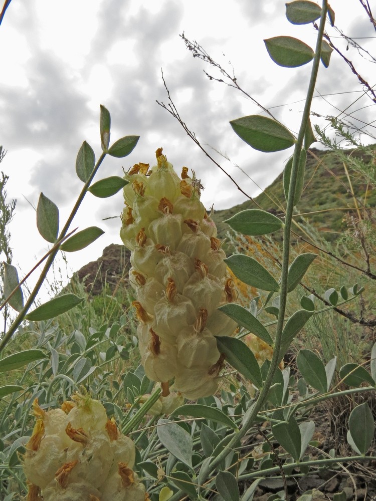 Изображение особи Astragalus petropylensis.