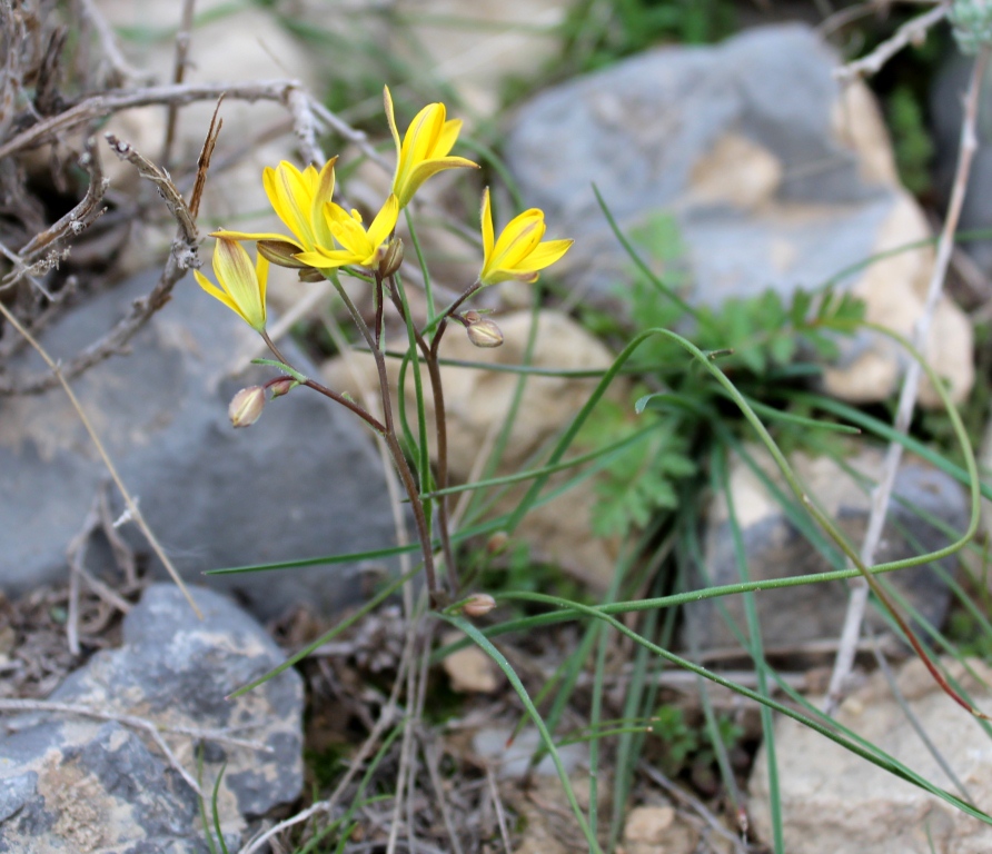 Image of genus Gagea specimen.