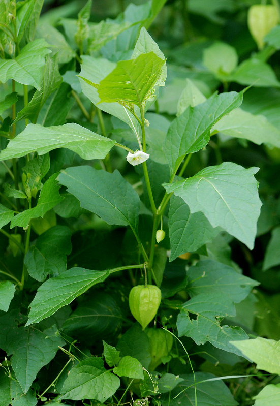 Изображение особи Alkekengi officinarum.