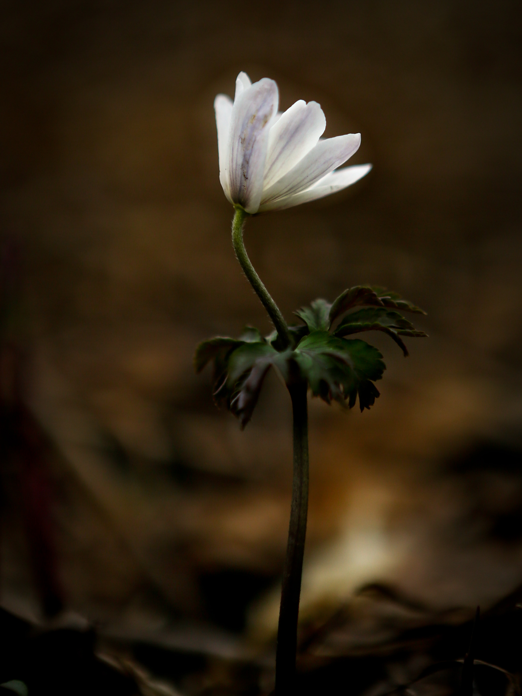 Изображение особи Anemone altaica.