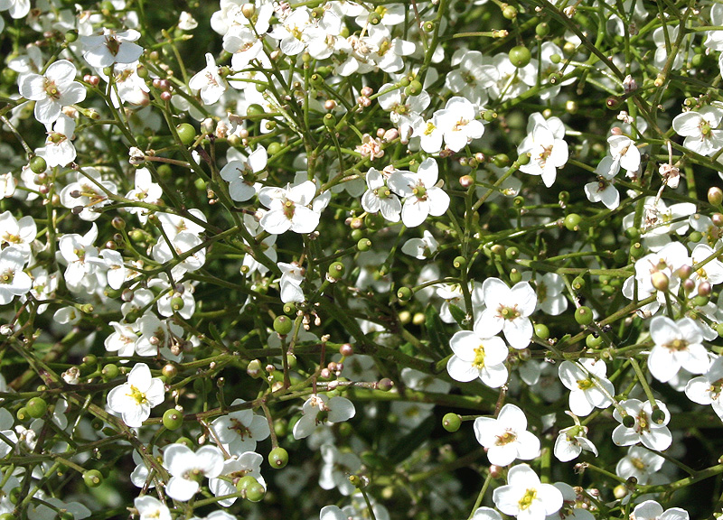 Image of Crambe tataria specimen.