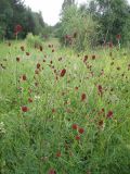 Sanguisorba officinalis. Верхушки цветущих растений. Иркутская обл., Шелеховский р-н, окр. ж.-д. ост.п. \"Голубые ели\", луг. 19.07.2014.