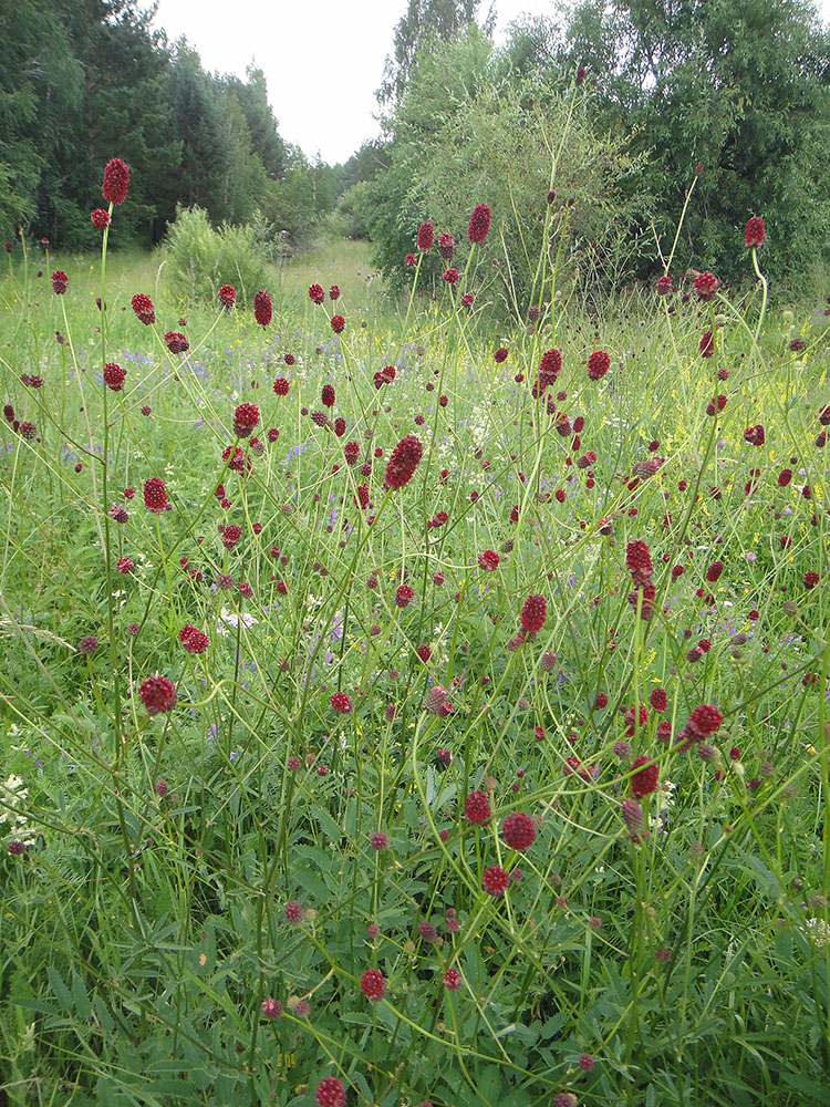 Изображение особи Sanguisorba officinalis.