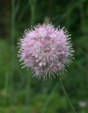 Allium lineare