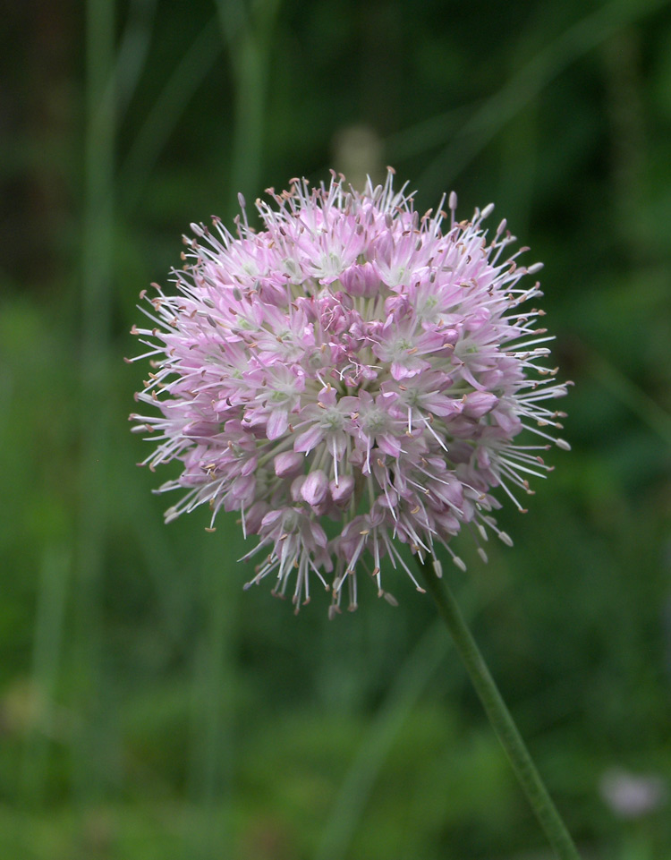 Image of Allium lineare specimen.