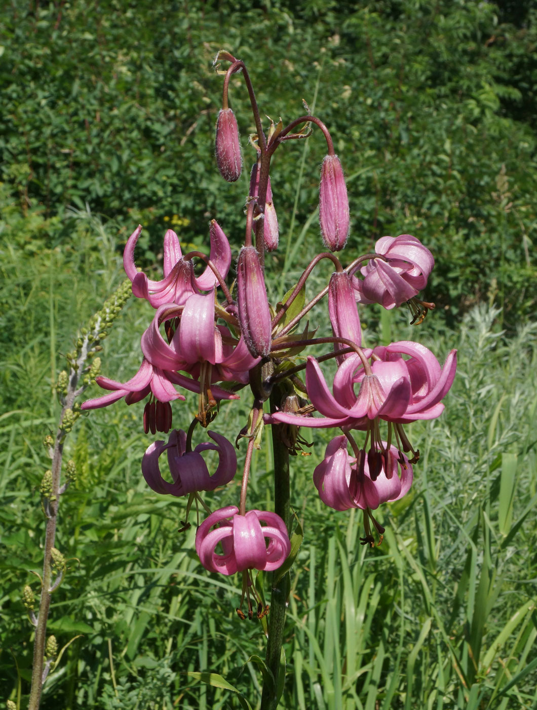 Image of Lilium pilosiusculum specimen.