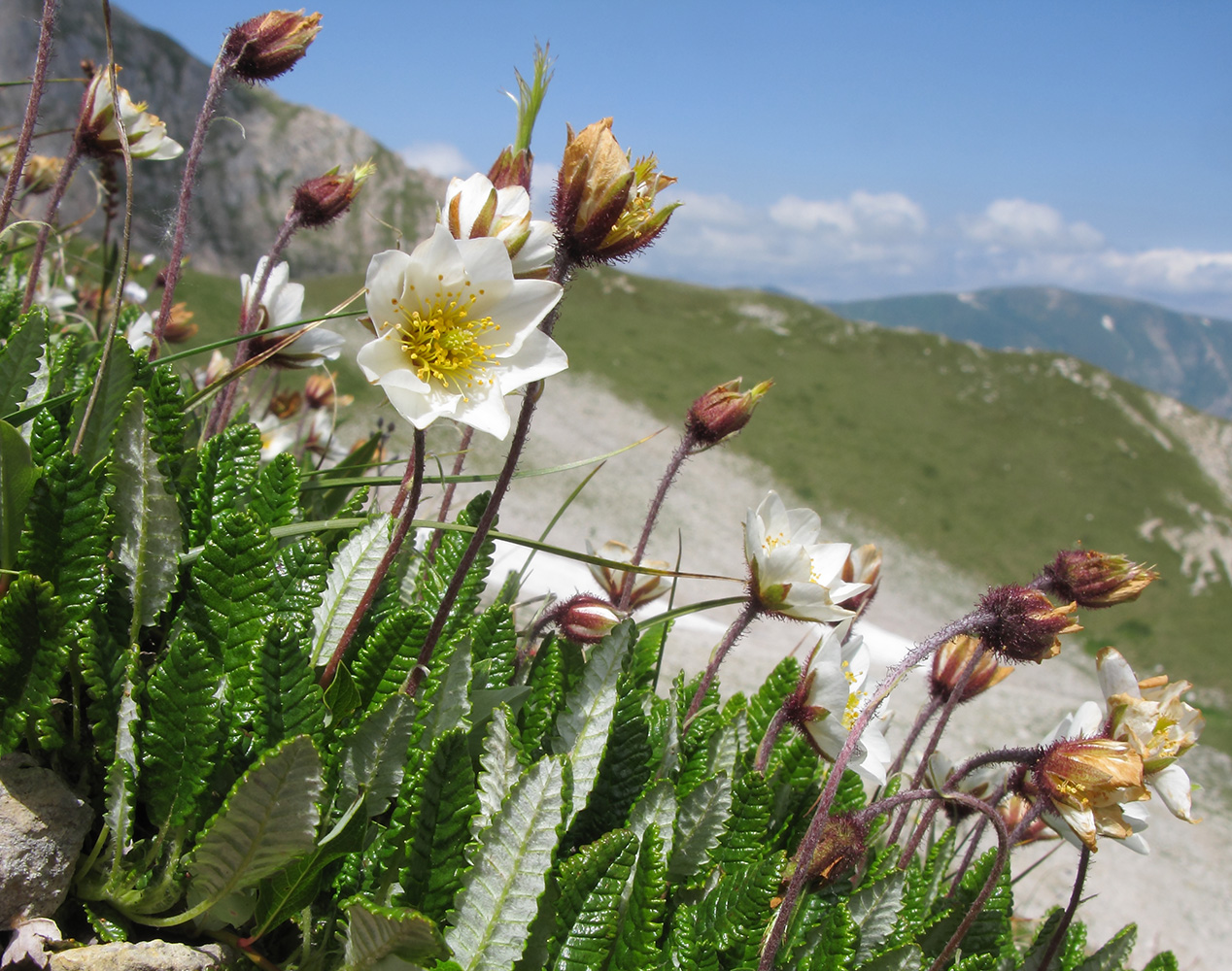 Image of Dryas caucasica specimen.