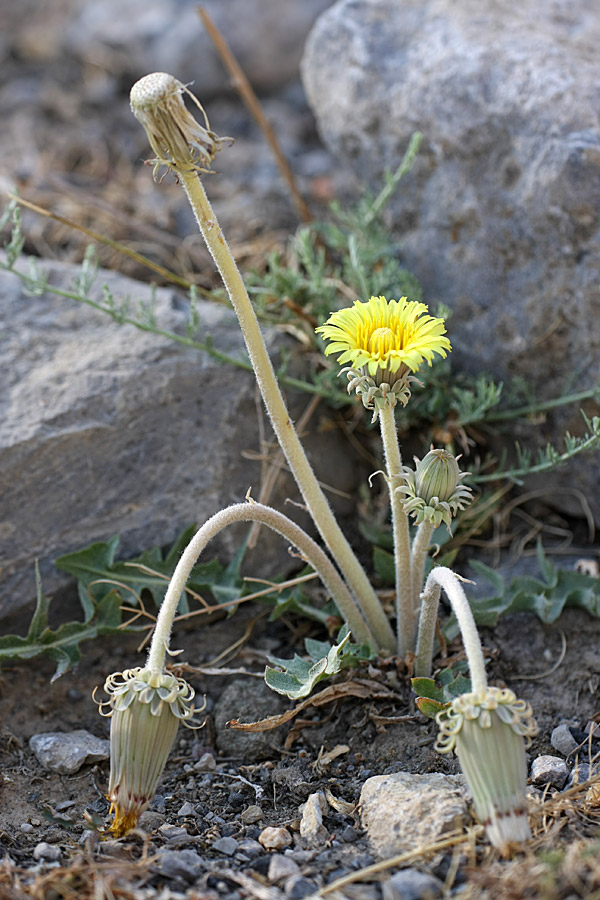 Изображение особи Taraxacum turcomanicum.