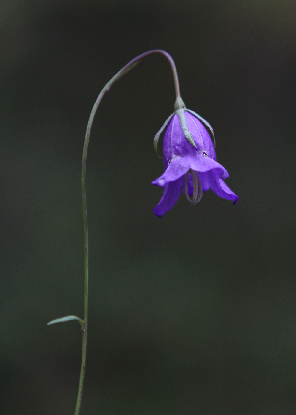 Изображение особи род Campanula.