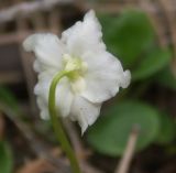 Moneses uniflora