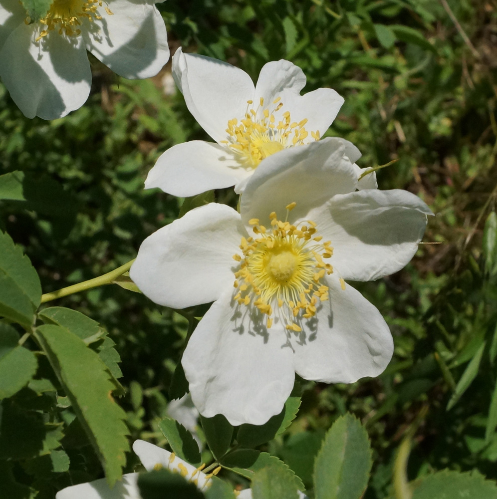 Изображение особи Rosa laxa.