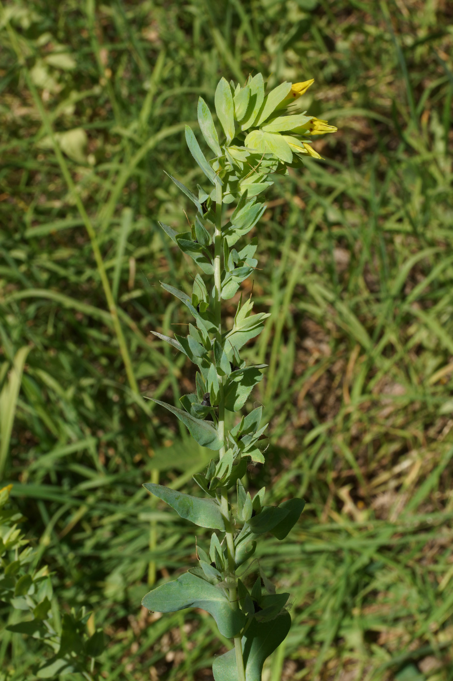 Изображение особи Cerinthe minor.